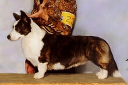 Cardigan Welsh Corgi image: Telltail T For Two